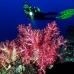 coral_soft_arch_v_0705_png1013.jpg